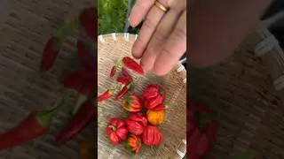 Harvesting fresh HOT chili peppers to make chili sauce! 🌶️🔥 