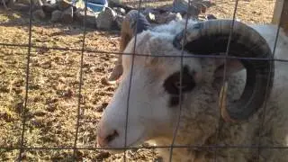 Sheep could use a throat lozenge.