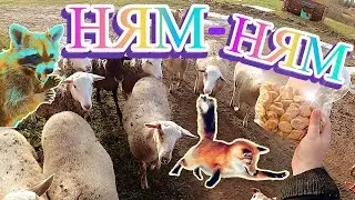 Лиса-плутовка, енот-бесстрашный и овцы маньяки! Купили материал для ремонта.