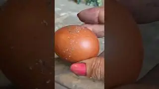 Чем кормить кур 