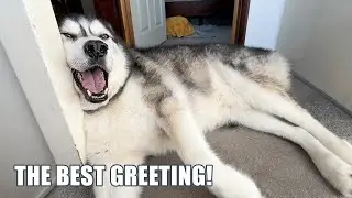 Coming Home To The Biggest Smile From My Husky!