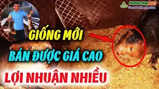 Nhà Nông Làm Giàu 2023: Nuôi Giống Dúi Mới Cho Lãi Cao Gấp Đôi Dúi Thường