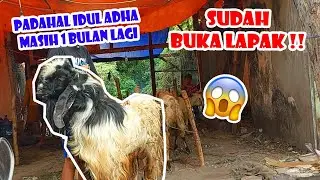 Idul Adha Masih 1 Bulan Lagi, Penjual Hewan Qurban Sudah Buka Lapak Di Gresik Tahun 2023