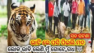 ମହୁଲି ମଦ🍷 ପିଇ ବାଘ ପାଲଟିଛି ବିଲେଇ 😃 || Drunk Tiger/ ନିଶା ରେ ଟଳ ଟଳ