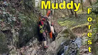 Muddy Forest