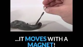 Scientific Magnetic Science Putty