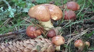 УРА! ГРИБЫ ПОШЛИ ПОЛЯНАМИ! БЕЛЫЕ ГРИБЫ И МАСЛЯТА ПОЛЕЗЛИ НОВЫМ СЛОЕМ! Грибы 2021