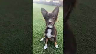 Head tilt 🐶