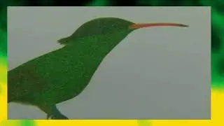 Jamaica National Symbol Doctor Bird