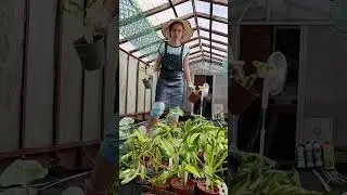 Сортовые Хосты #дача #дачныеидеи #огород #diyideas #сад #garden #хосты #diy