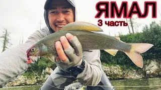 на ЯМАЛ за сибирским хариусом 2022 3ч