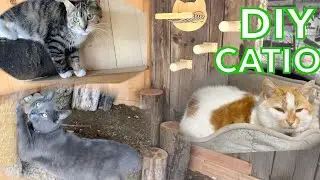 I Built the ULTIMATE Outdoor CATIO for my BARN CATS