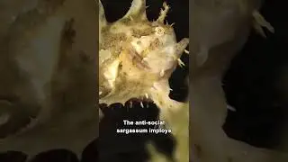 A Creature That Lives ONLY In The Sargasso Sea!