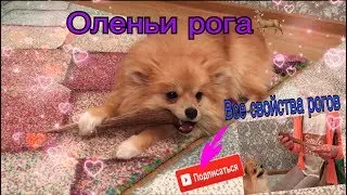 Все свойства рогов для собак.Топ 10 причин купить оленьи рога