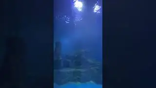 Hurghada Grand Aquarium Red Sea Egypt