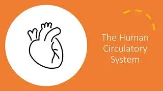 Biology - GCSE Biology 9-1 - Human Blood Circulation |