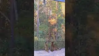Cheetah or Big cat Jump #highest