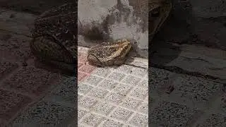Sapo en la Costanera