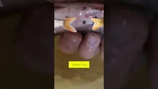 Можно ли есть рыбу с черными точками?