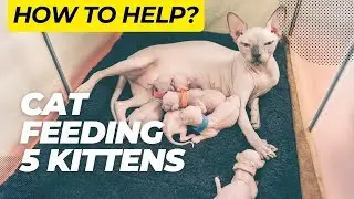 How To Help a Cat Feed 5 Sphynx Kittens?