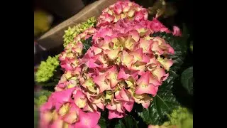 гортензия из фоамирана очень быстро и красиво
