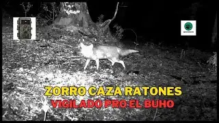 El zorro, los ratones y el buho 🦊🐀🦉#wildlife #hunting #redfox #owl