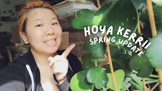 Hoya Kerrii Spring Update | Changing how I water, losing leaves, new growth, and nutrients!