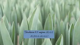 Тюльпаны к 8 марта (Обзор 05.02.2022)
