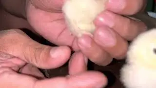 SO CUTE BRAHMA CHICKS SO COSTLY