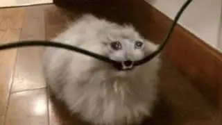 летающая гиена, золото