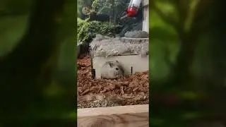 GERBILS / ПЕСЧАНКИ. Жизнь песчанок. video2