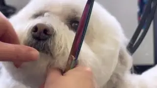 Teaching my apprentice a simple shave
