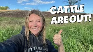 Our Cattle Are Out!! Let's Get MUDDY!