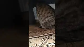 Недостатки 😅😄
