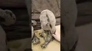 басики