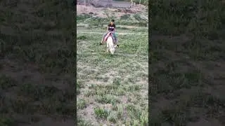 خر سواری روستای حصار حسینی
