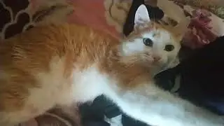 кот не отдает телефон котомания #косталакоста #подругому #лолита #косталакоста