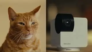 Welcome Petcube Cam 360 - All-in-one 360° view pet camera
