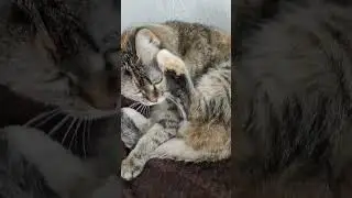 Кошачья аэробика 