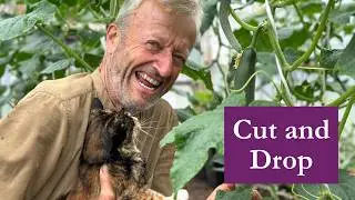 Cucumber plant care polytunnel, 3 month cropping