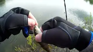 Монстр 2)) на мормо #shorts #рыбалка #рек #тренды #втренде #топ #rybalkaestrybalka #врек #fishing