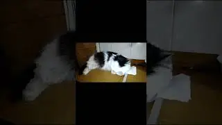 Ну вот поели теперь можно и поспать.
