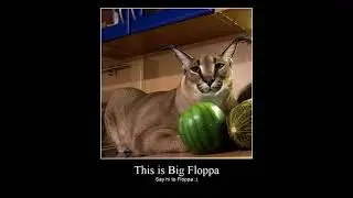 Say hi to Big Floppa ;)