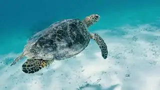 Natucate - Freiwilligenarbeit, Sabbaticals, Safaris und Rangerkurse.