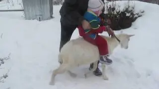 Катание на козе