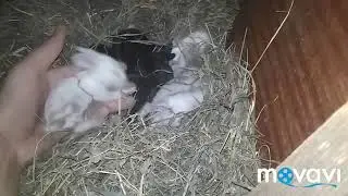 О моем хозяйстве//Юний Кроликовод