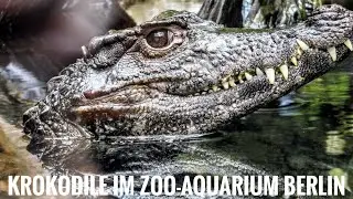 "Krokodilhalle im Zoo-Aquarium Berlin"