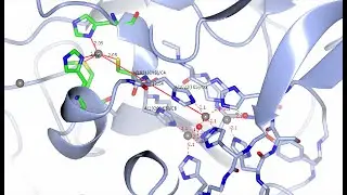 Ceruloplasmin