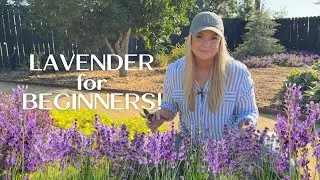 Plant Profile: Lavender :: How to Prune, Plant & Grow Beautiful Lavender!
