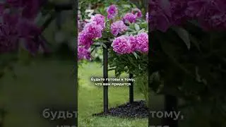 Цветник без плана 